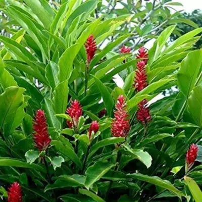 Red Ginger (Alpinia Purpurata) plant