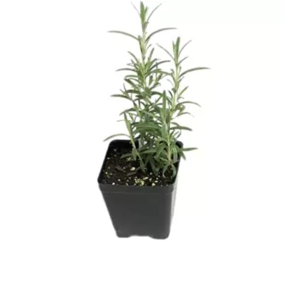 Rosemary plant