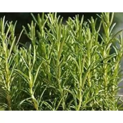 Rosemary plant