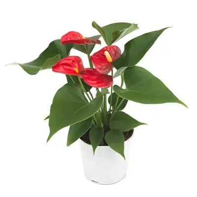 Anthurium (Red)  plant