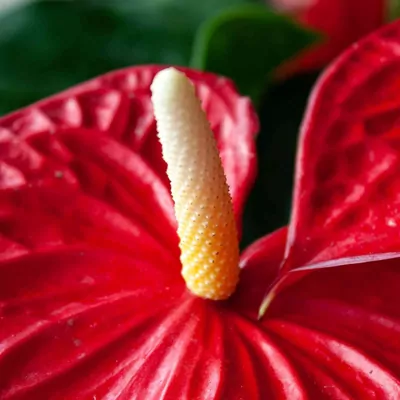 Anthurium (Red)  plant