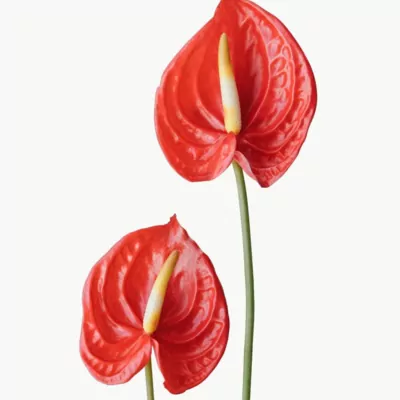 Anthurium (Red)  plant