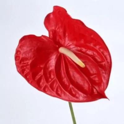 Anthurium (Red)  plant