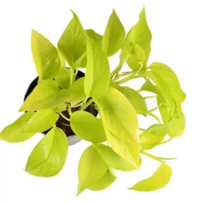 Money plant (golden) plant