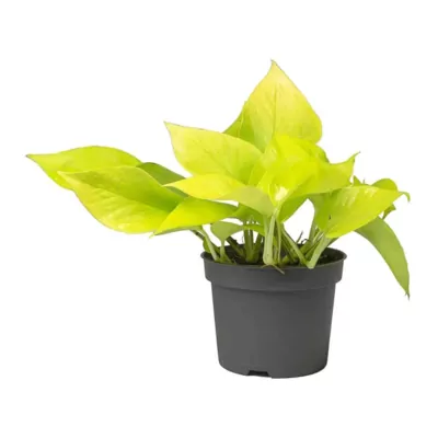 Money plant (golden) plant