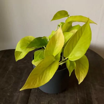 Money plant (golden) plant