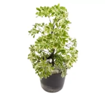 Aralia (Variegated) plant