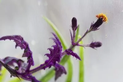 Royal Velvet (Gynura aurantiaca) Plant