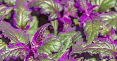 Royal Velvet (Gynura aurantiaca) Plant