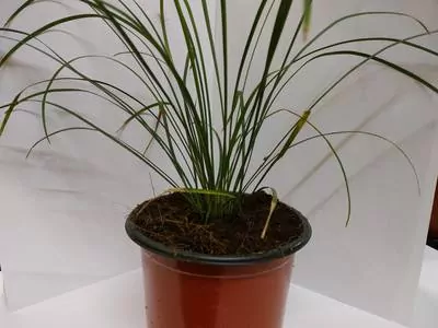  Lily Turf (Liriope muscari) Plant