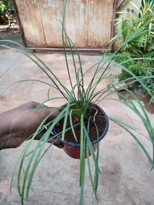  Lily Turf (Liriope muscari) Plant