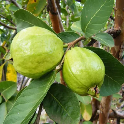 Guava Lucknow-49 Fruit Plant