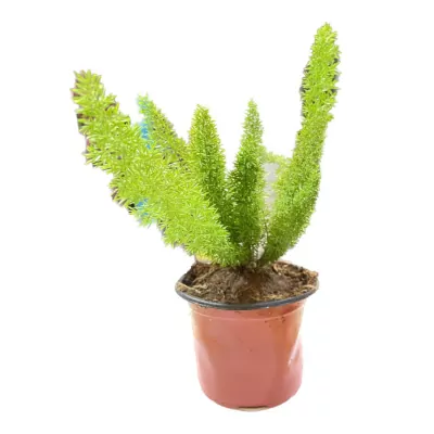 Asparagus Foxtail Fern Plant