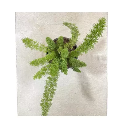 Asparagus Foxtail Fern Plant