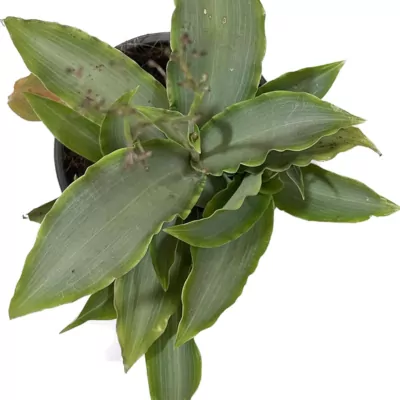 Tradescantia Silver ‘Moon Dust’ Plant