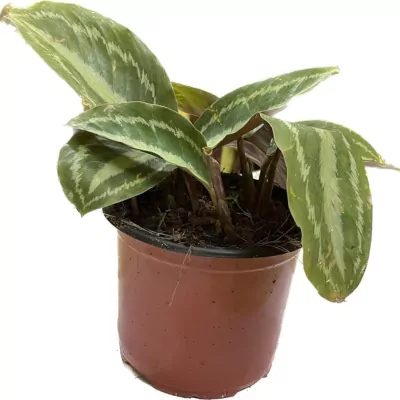 Calathea  Medallion Plant (Veitchiana)