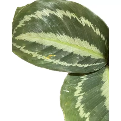 Calathea  Medallion Plant (Veitchiana)