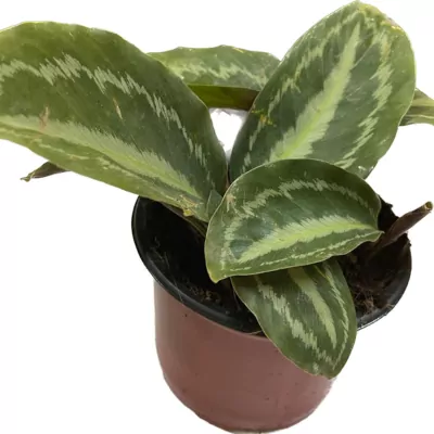 Calathea  Medallion Plant (Veitchiana)