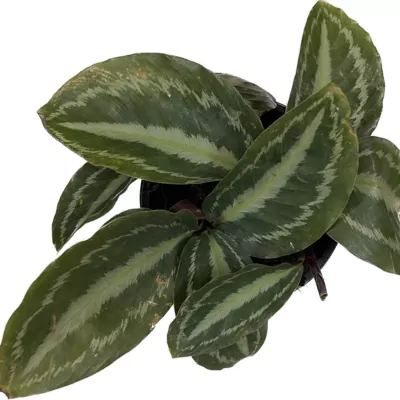 Calathea  Medallion Plant (Veitchiana)