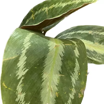 Calathea  Medallion Plant (Veitchiana)