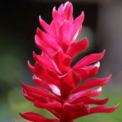 Red Ginger (Alpinia Purpurata) plant