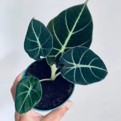 Alocasia Black Velvet (Reginula) Plant