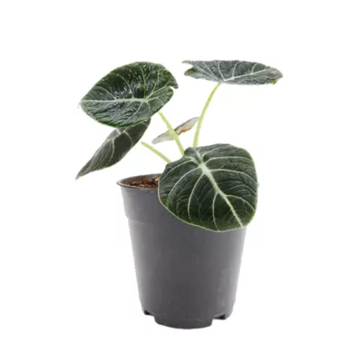 Alocasia Black Velvet (Reginula) Plant