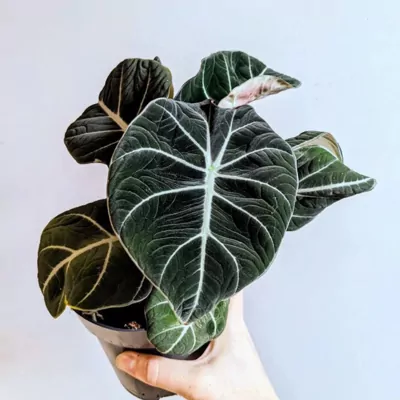 Alocasia Black Velvet (Reginula) Plant