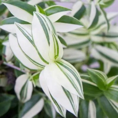 Wandering Jew Variegated (Tradescantia Zebrina)