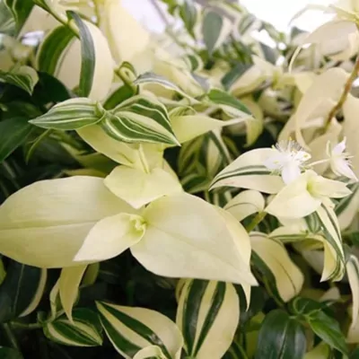 Wandering Jew Variegated (Tradescantia Zebrina)