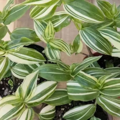 Wandering Jew Variegated (Tradescantia Zebrina)