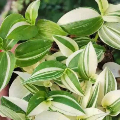 Wandering Jew Variegated (Tradescantia Zebrina)