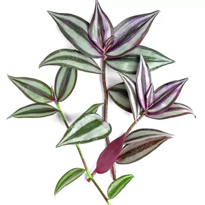 Wandering jew plant (Tradescantia zebrina)