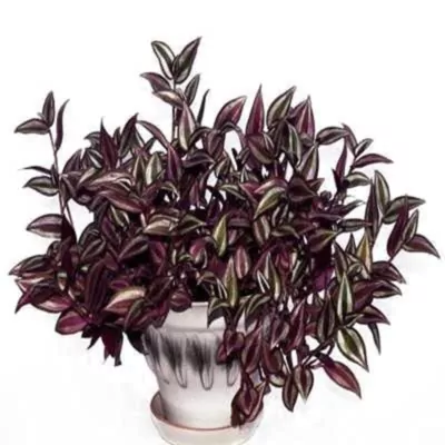 Wandering jew plant (Tradescantia zebrina)