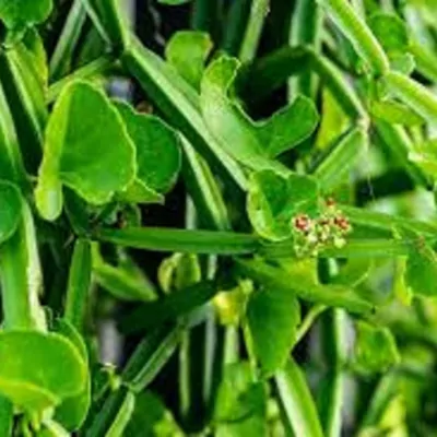 Veld grape plant (Cissus quadrangularis)