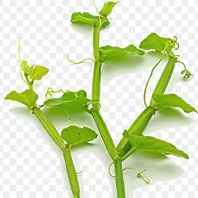 Veld grape plant (Cissus quadrangularis)